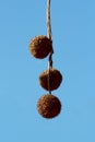 Three London plane or Platanus Ãâ acerifolia tree fruits composed of dense spherical cluster of achenes hanging from thin branches